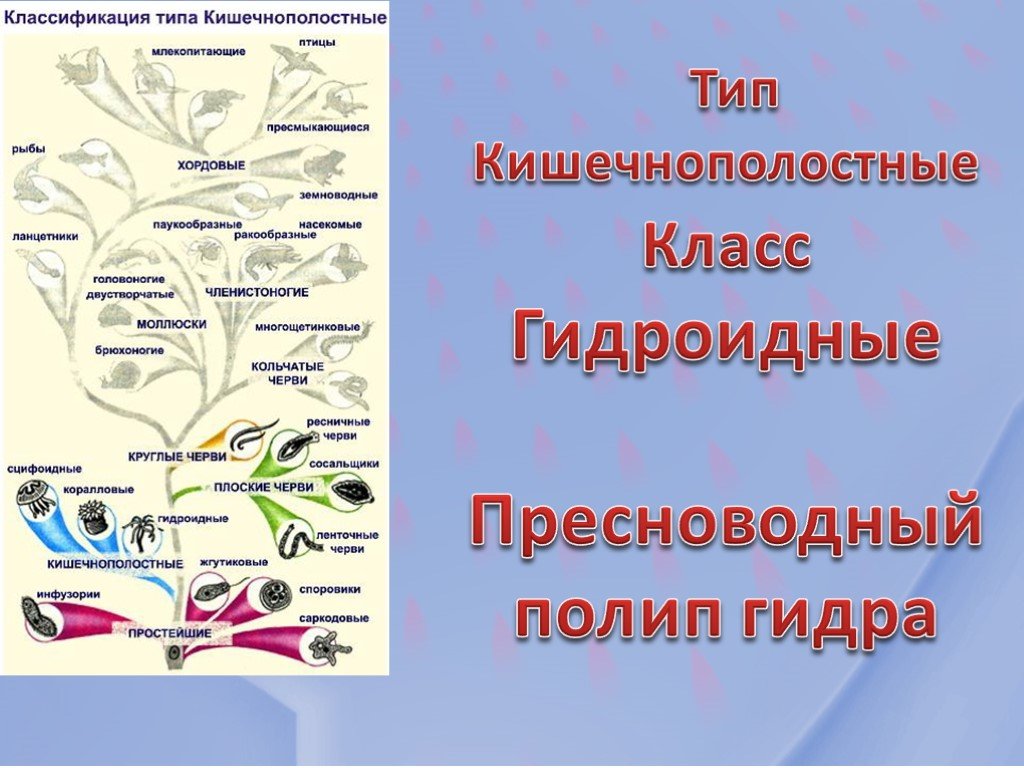 Кракен сообщество