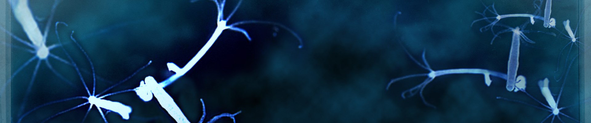 Kraken рабочее зеркало onion